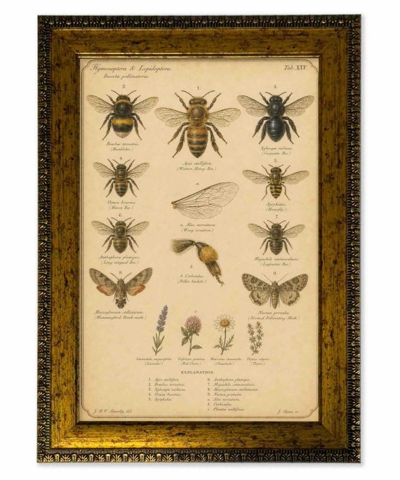 Lámina abejas y polinizadores vintage de historia natural con marco 25x35 cm