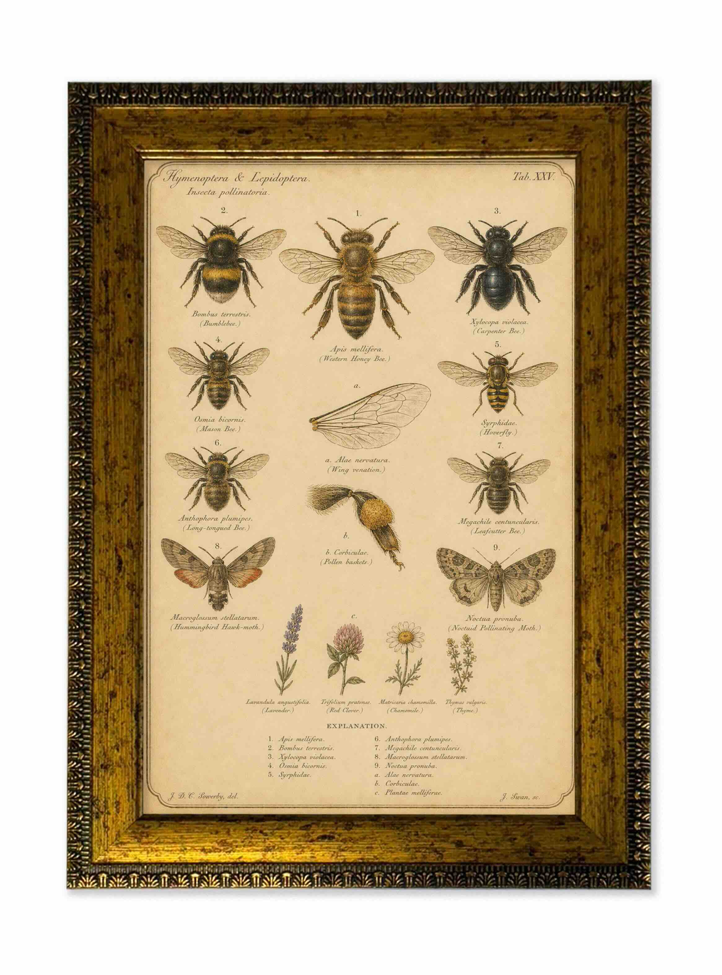 Lámina abejas y polinizadores vintage de historia natural con marco 25x35 cm