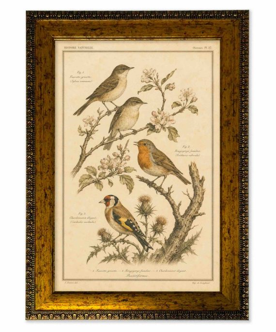 Lámina aves vintage de historia natural con marco 25x35 cm