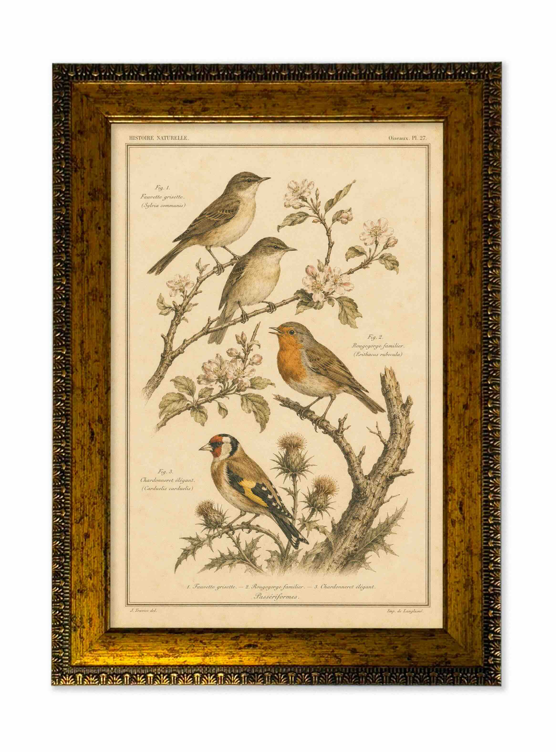 Lámina aves vintage de historia natural con marco 25x35 cm