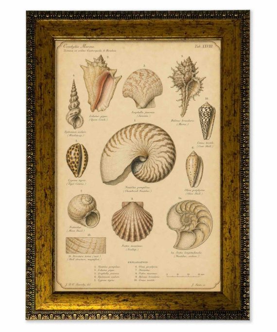 Lámina conchas marinas vintage de historia natural con marco 25x35 cm