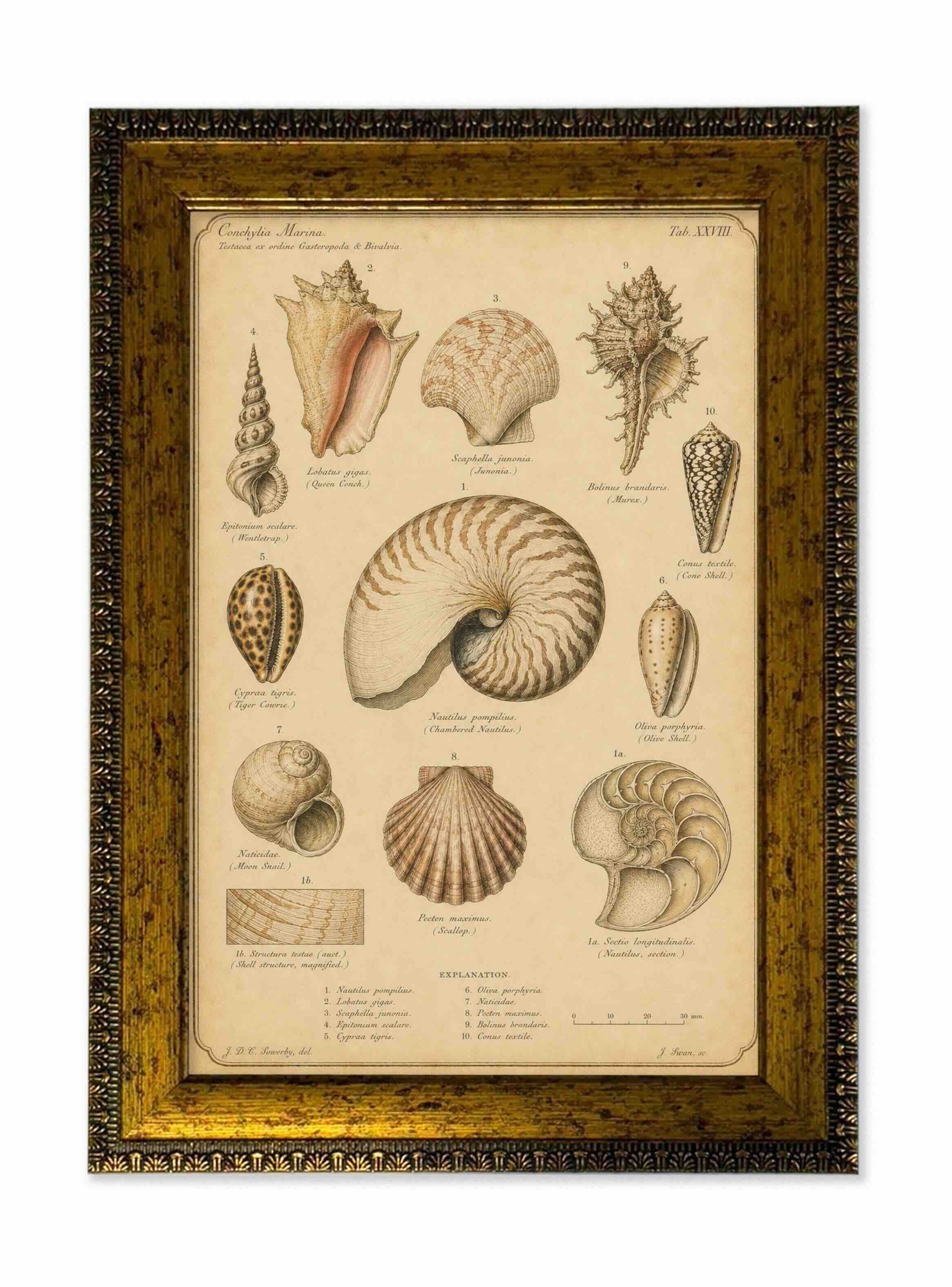 Lámina conchas marinas vintage de historia natural con marco 25x35 cm