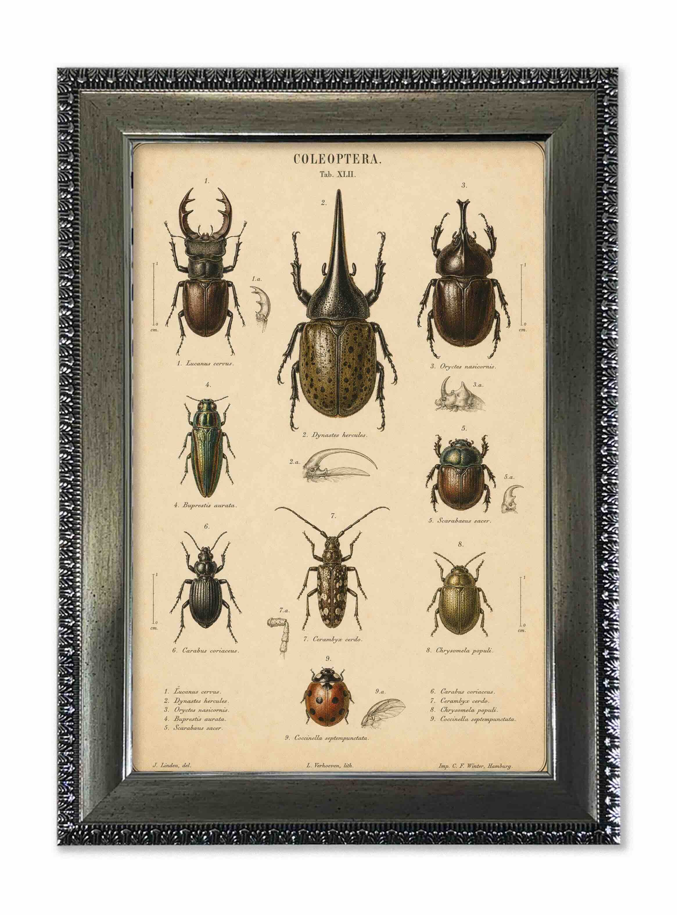 Lámina escarabajos vintage de historia natural con marco 25x35 cm