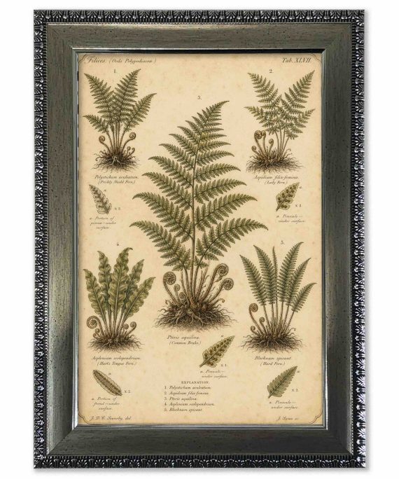 Lámina helechos vintage de historia natural con marco 25x35 cm