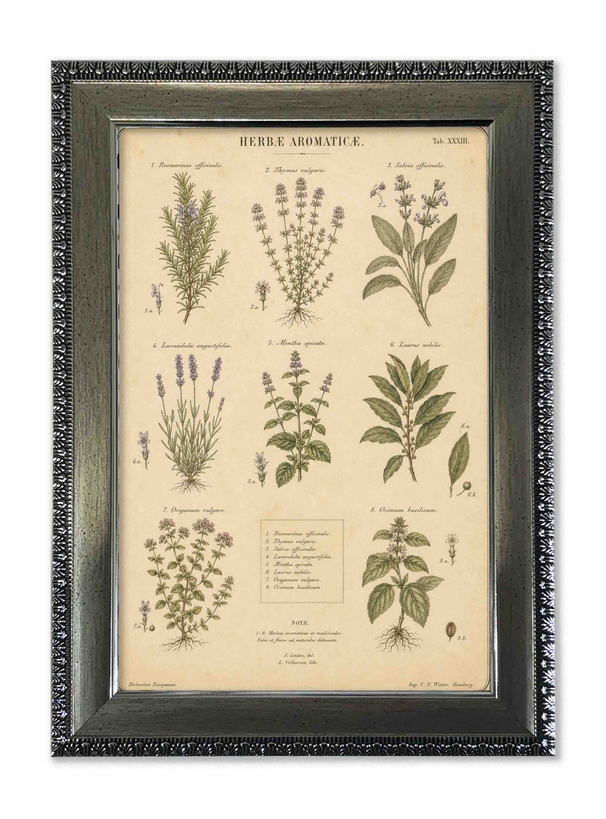 Lámina hierbas aromáticas vintage con marco 25x35 cm de historia natural