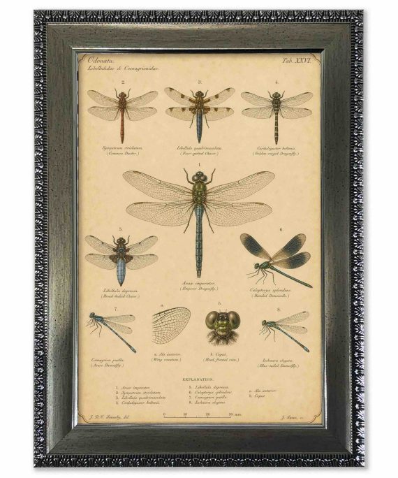 Lámina libélulas vintage de historia natural con marco 25x35 cm