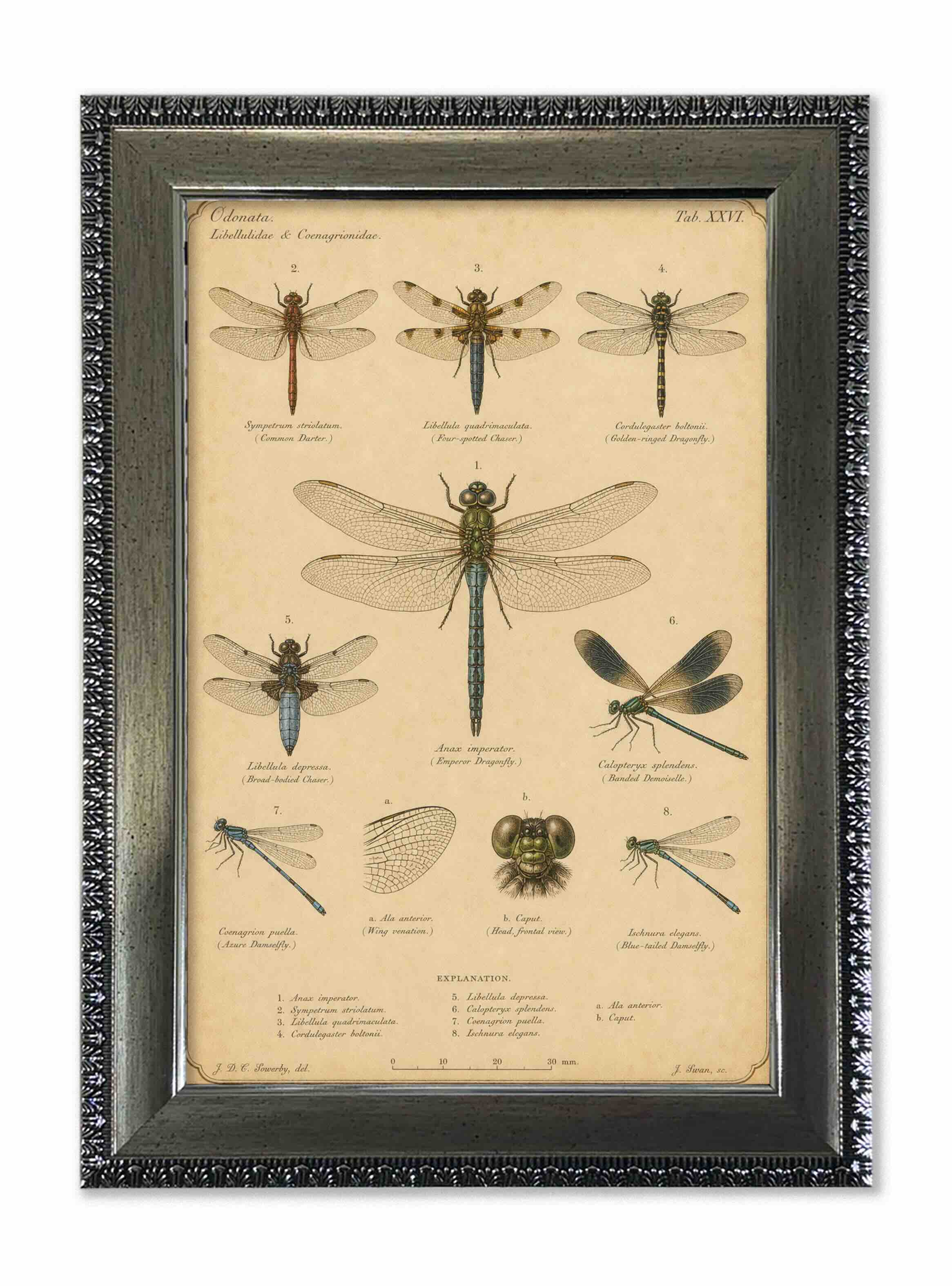 Lámina libélulas vintage de historia natural con marco 25x35 cm