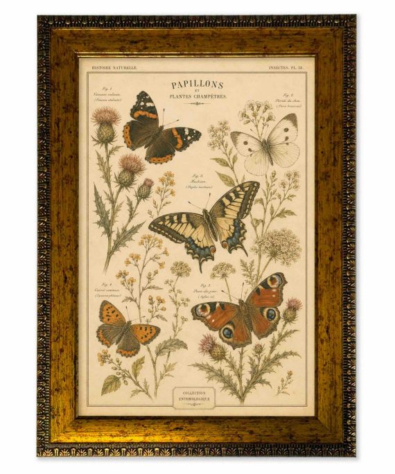 Lámina mariposas vintage de historia natural con marco 25x35 cm