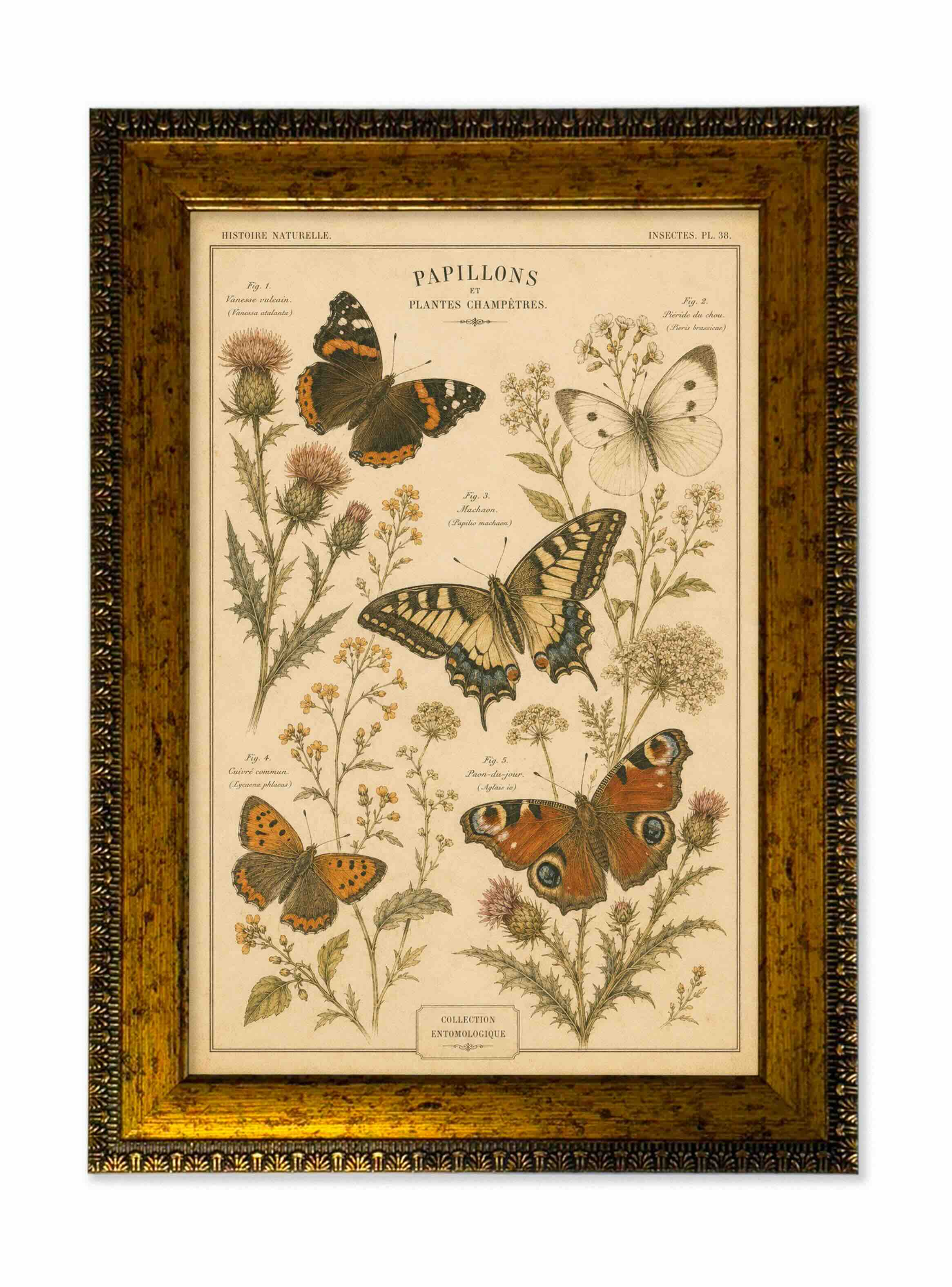 Lámina mariposas vintage de historia natural con marco 25x35 cm