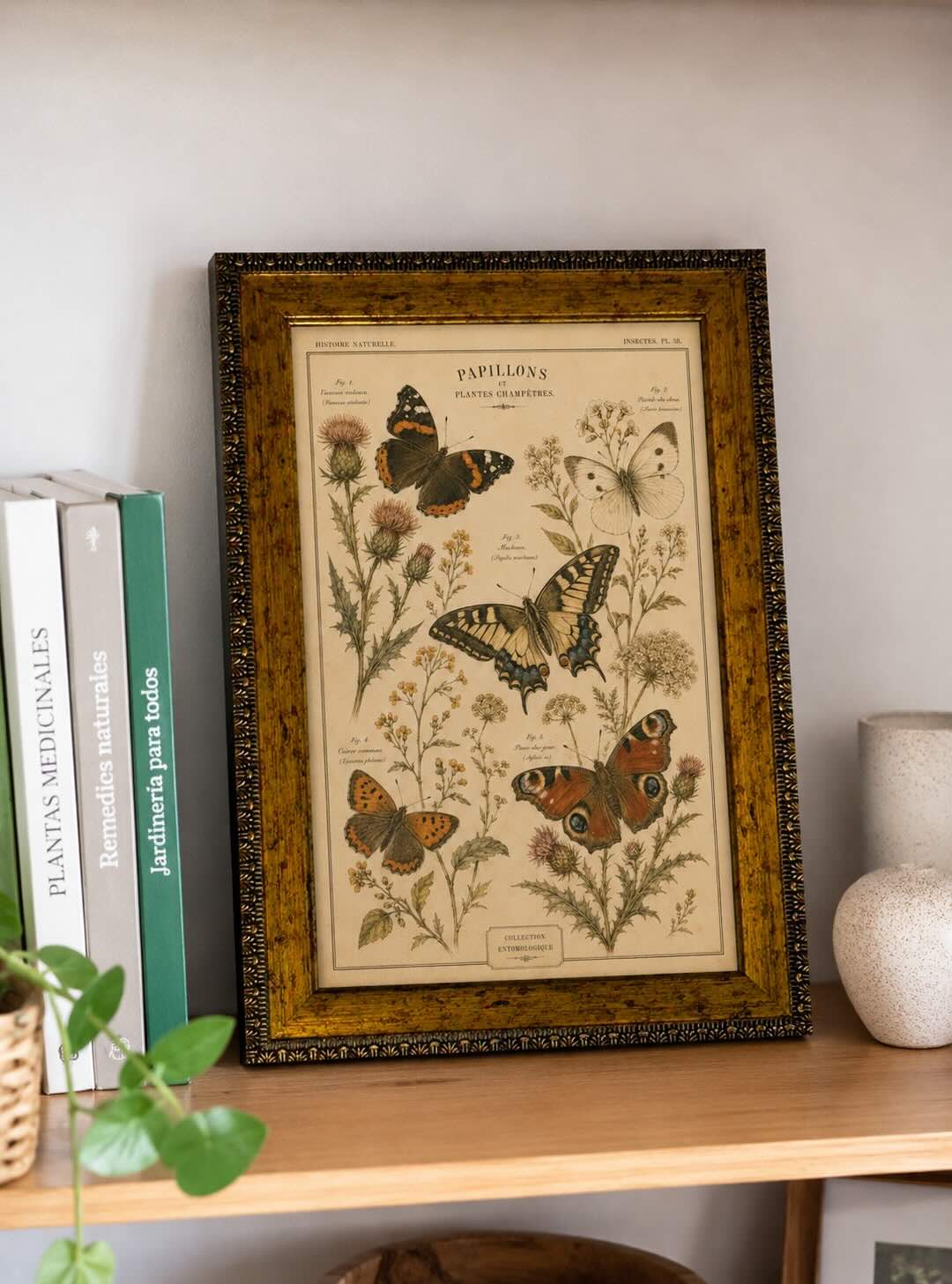 Lámina mariposas vintage de historia natural con marco 25x35 cm