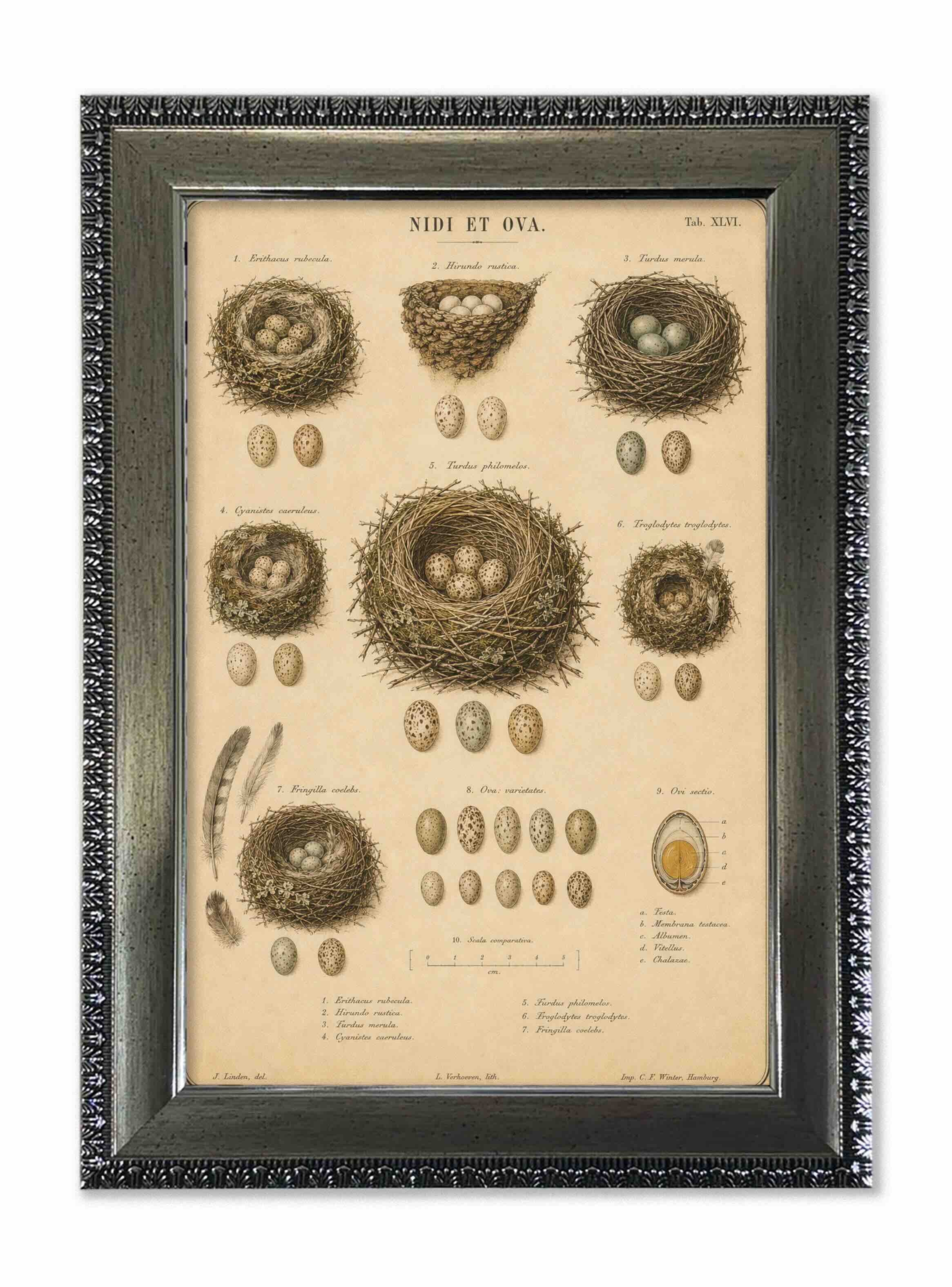 Lámina nidos y huevos de aves vintage con marco 25x35 cm de historia natural