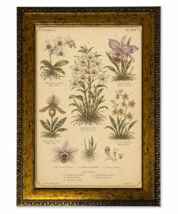 Lámina orquídeas vintage de historia natural con marco 25x35 cm