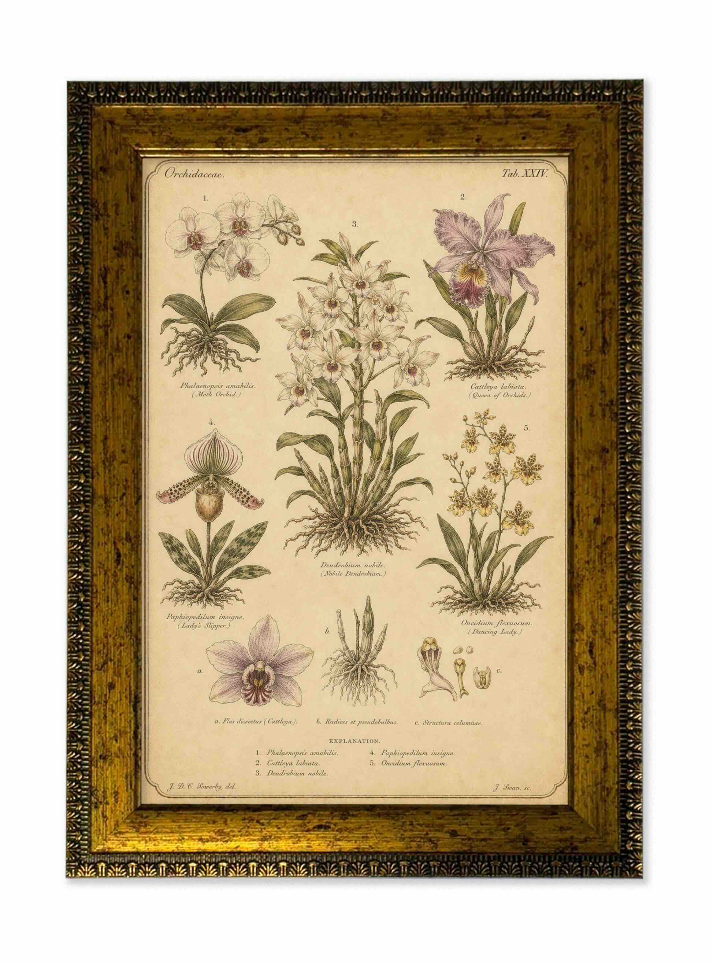 Lámina orquídeas vintage de historia natural con marco 25x35 cm