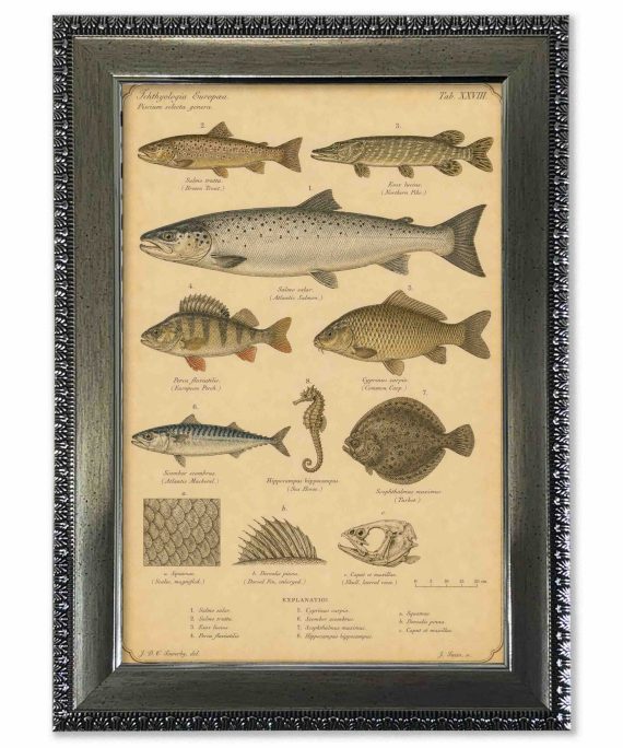 Lámina peces vintage de historia natural con marco 25x35 cm