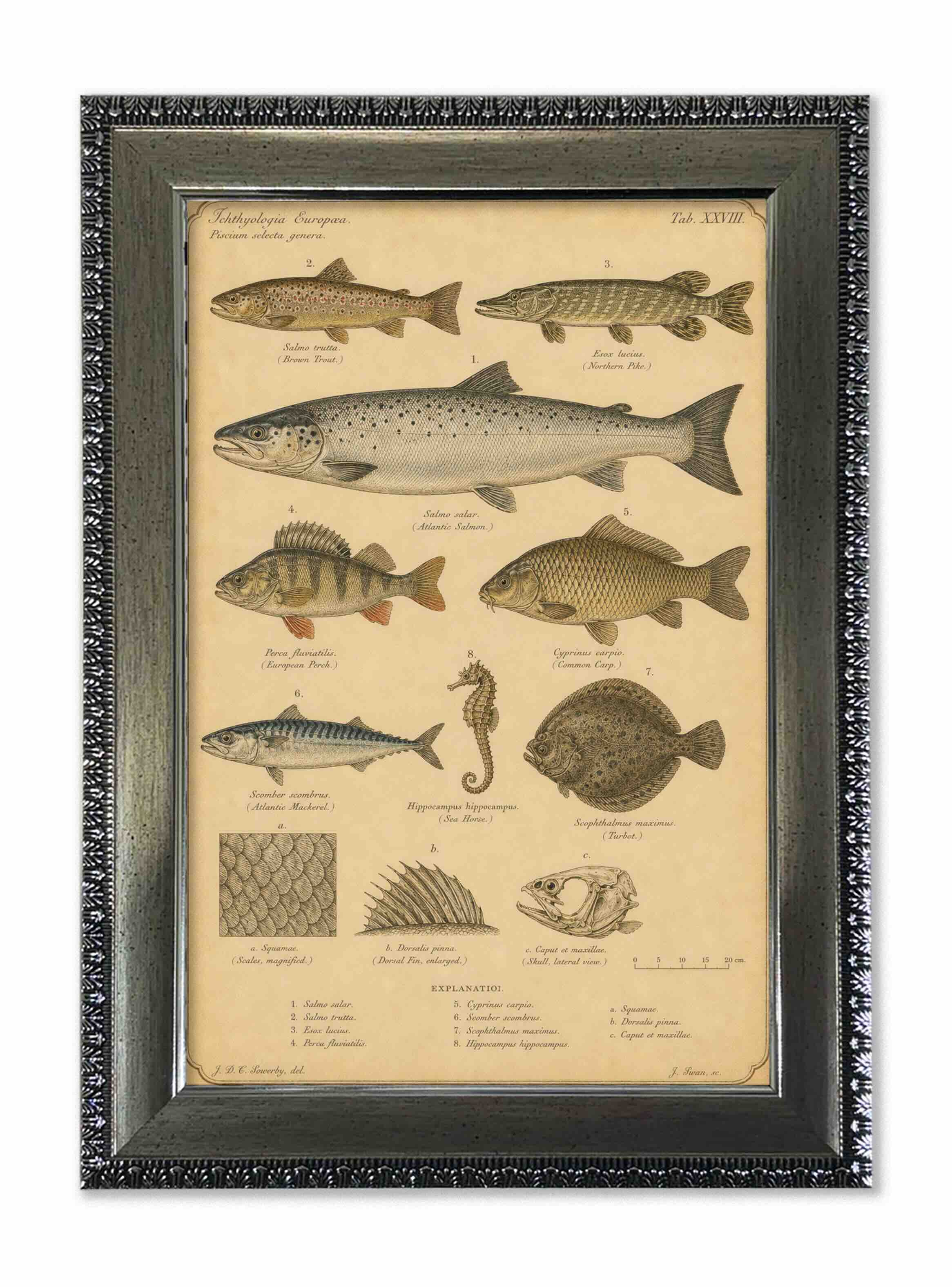 Lámina peces vintage de historia natural con marco 25x35 cm