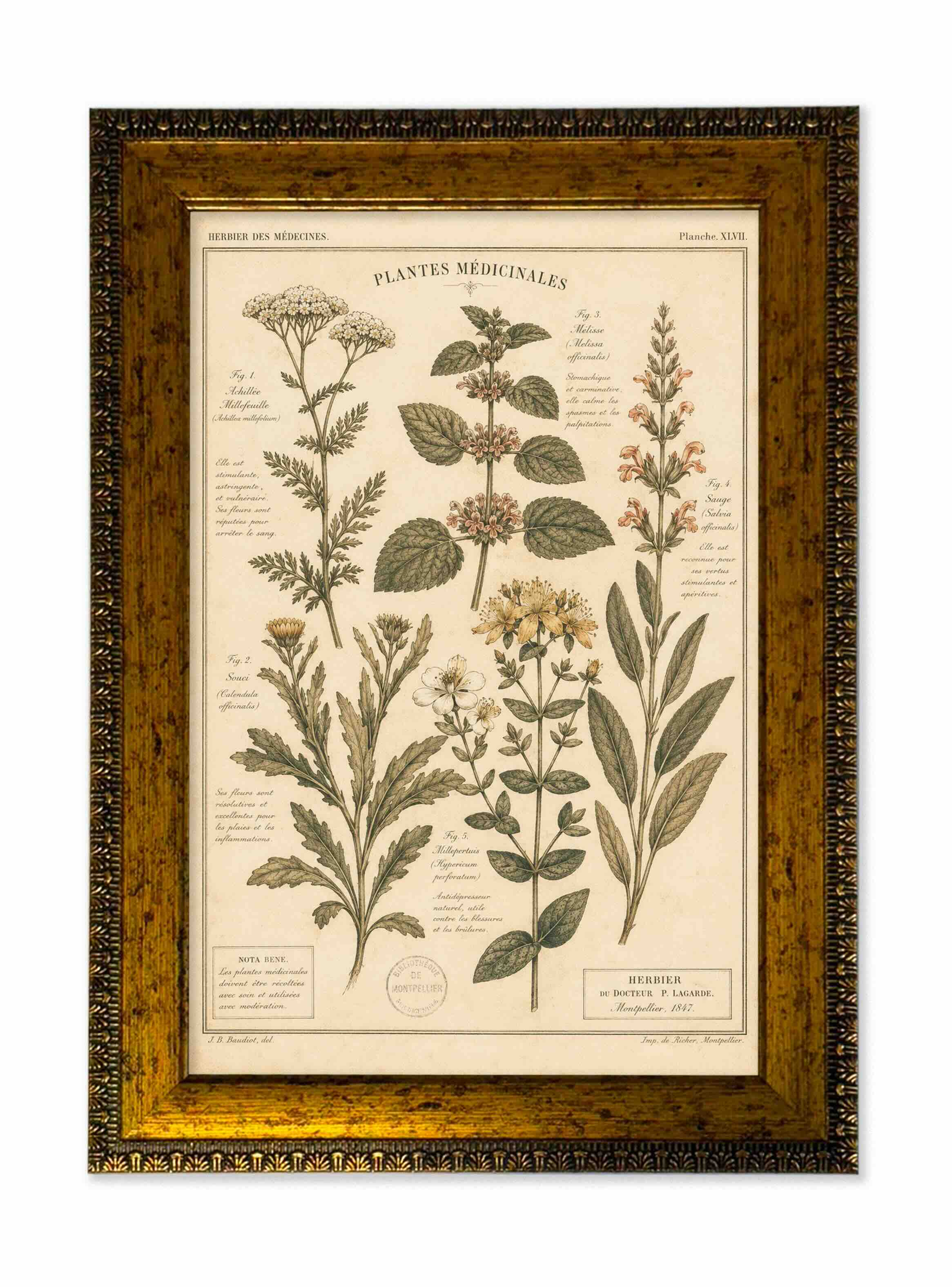 Lámina plantas medicinales vintage con marco 25x35 cm de historia natural