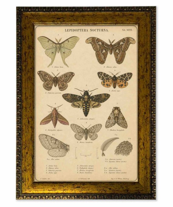 Lámina polillas vintage de historia natural con marco 25x35 cm
