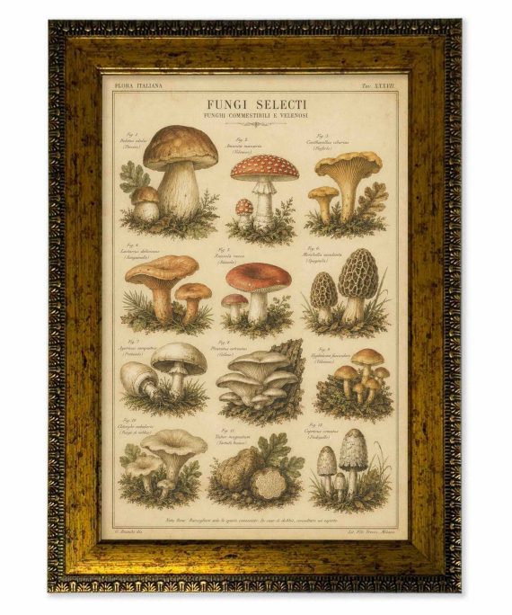 Lámina setas vintage de historia natural con marco 25x35 cm