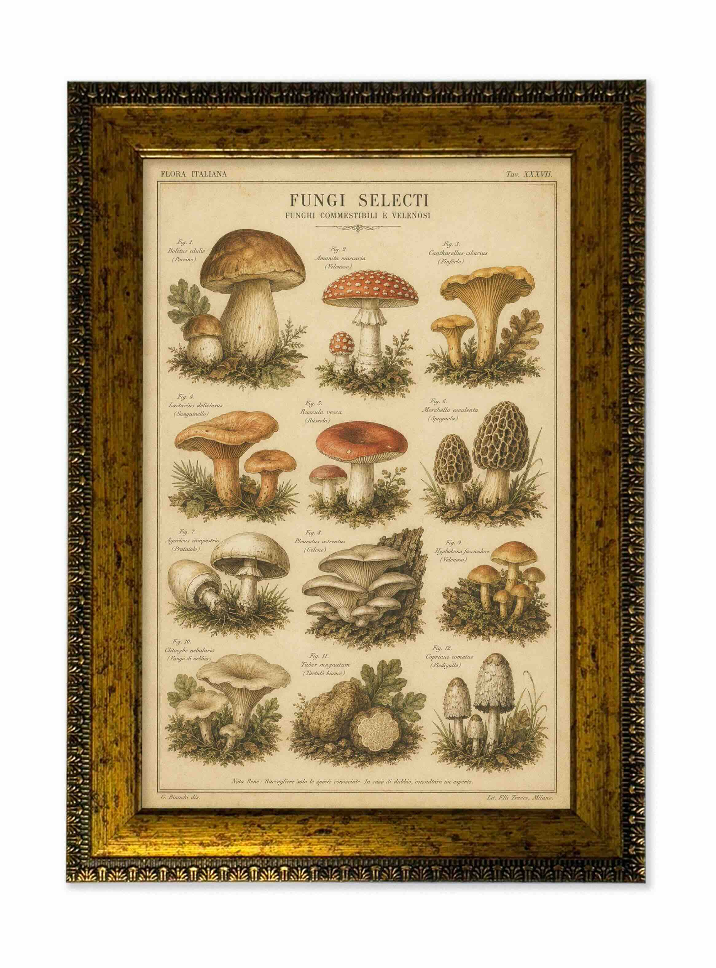 Lámina setas vintage de historia natural con marco 25x35 cm
